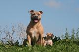 AMSTAFF  ADULT & PUPPIES 074